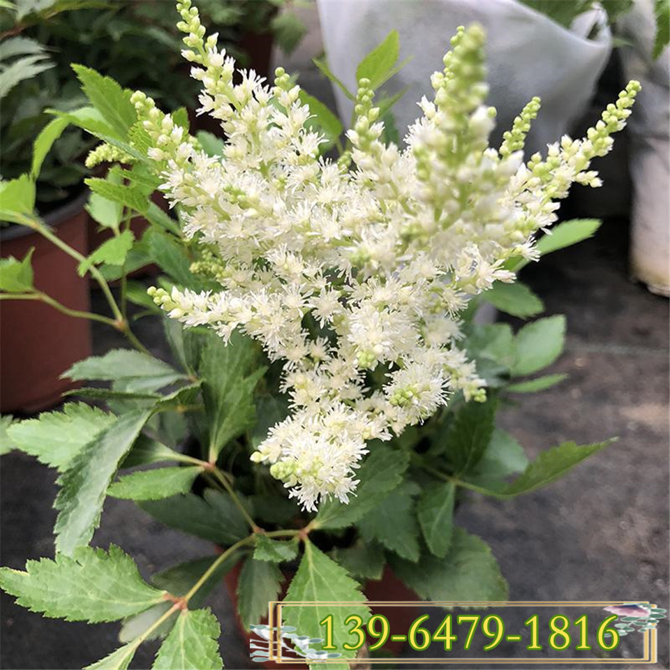 白色落新妇花的价格 落新妇苗价格 络新妇花苗