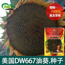 美国DW667矮大头油葵种子批发 农田菜园矮杆大花盘油葵籽