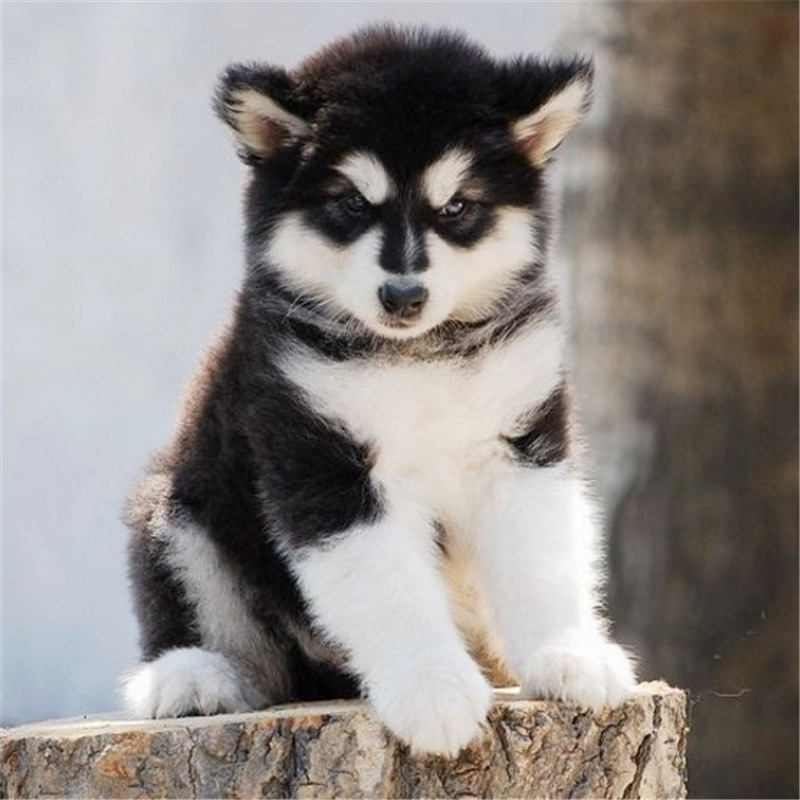 0成交0条嘉祥县酷酷养殖场酷酷养殖场|1年 |主营