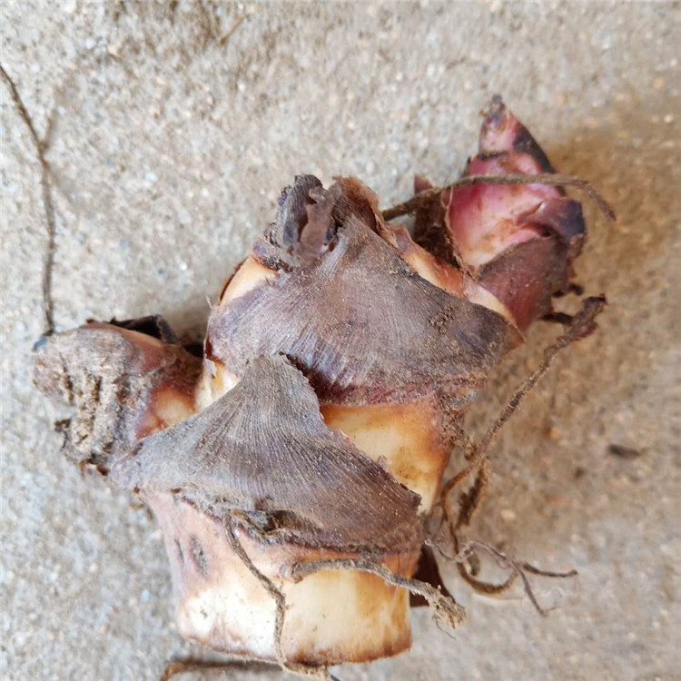 哪里有卖矮生美人蕉 美人蕉种根 美人蕉价格