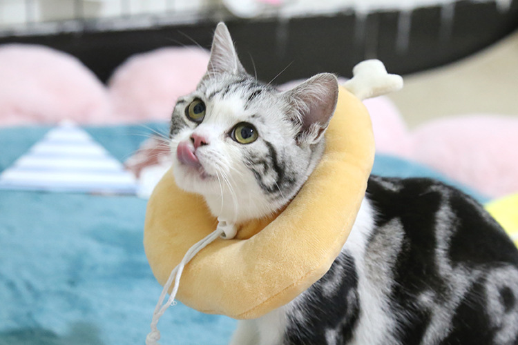 伊丽莎白圈猫圈猫咪用品防咬防舔耻辱项圈宠物猫圈脖头套鸡腿吐司