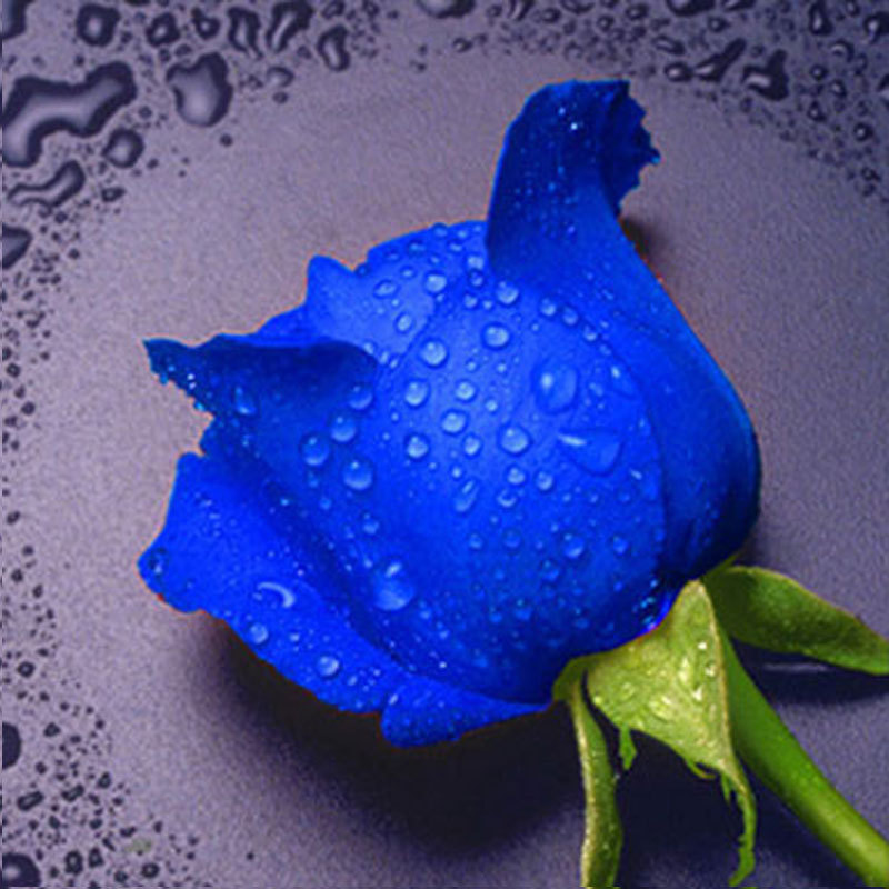 玫瑰花满钻钻石画滴水玫瑰客厅点钻十字绣30*30cm练手图