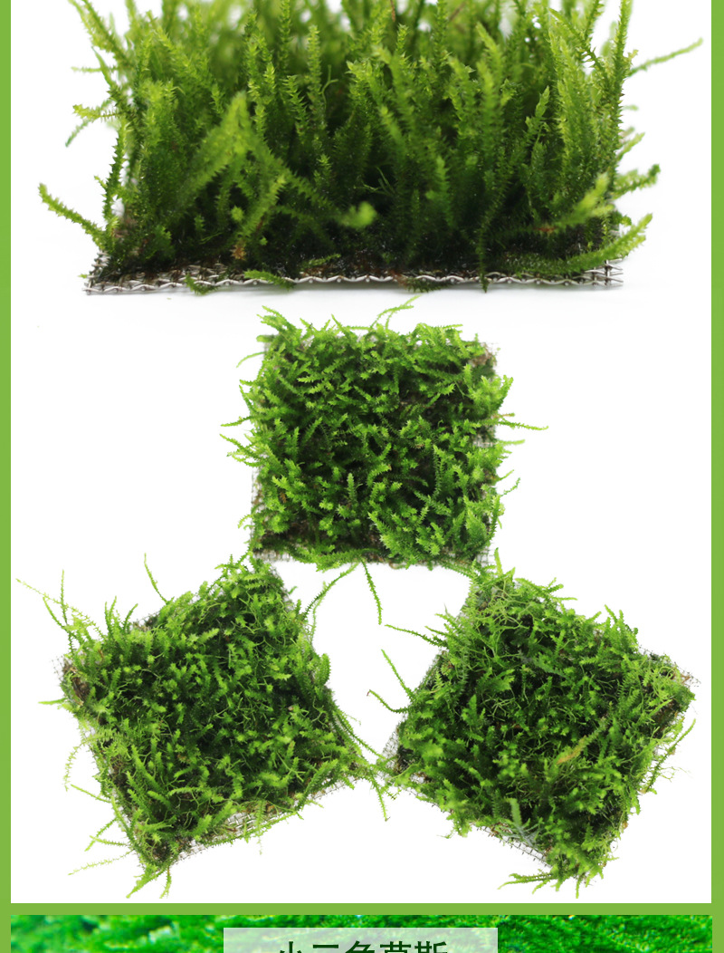 莫斯 珊瑚 大三角 水晶 莫斯树淡水植物草缸造景网片真水草批发