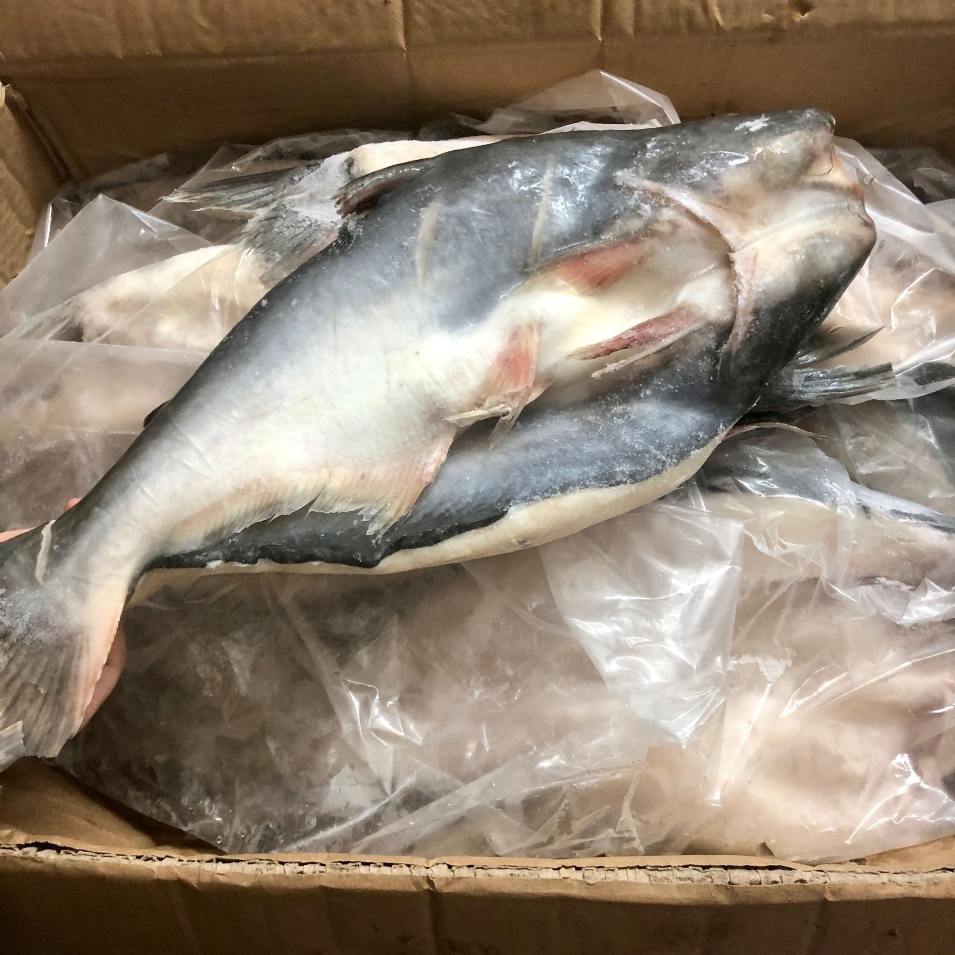 越南活冻开边开背巴沙鱼冷冻湄公鱼烤鱼 凌波鱼巴沙鱼烤鱼10kg/件