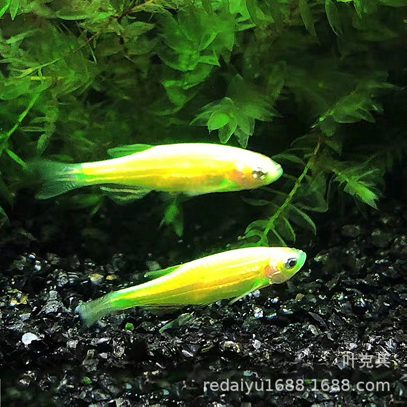 热带鱼观赏鱼养殖场批发 青苹果斑马鱼 绿斑马鱼 荧光斑马鱼