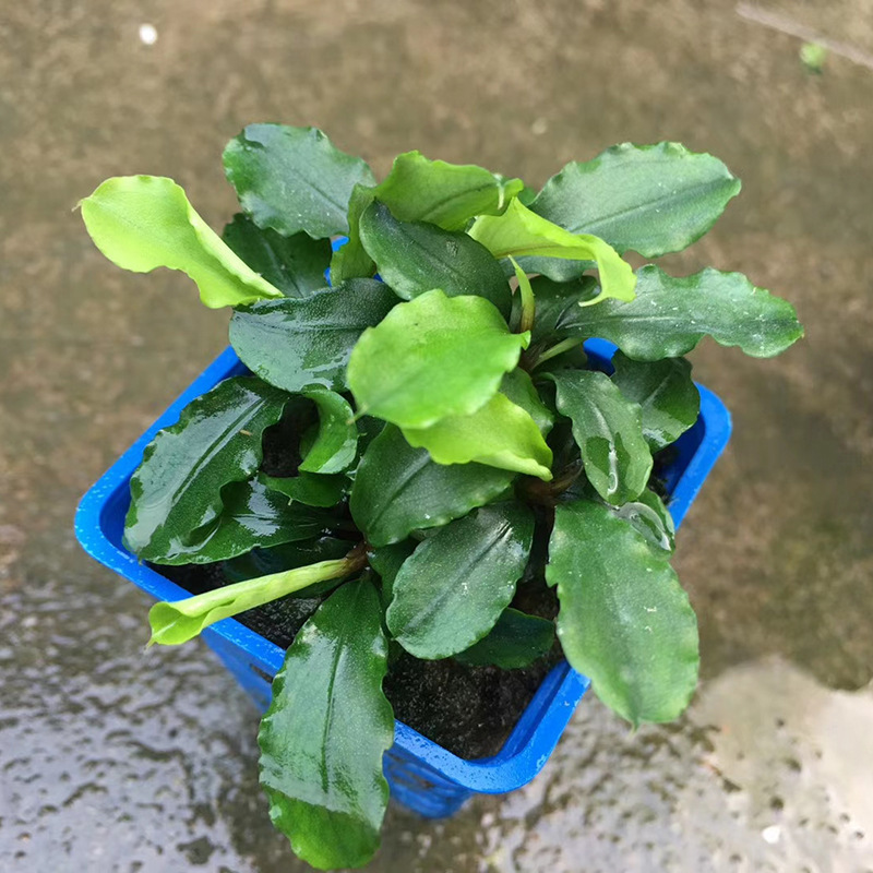 辣椒榕水草活体真水草蓝精灵布朗尼迷你幽灵得力红捆绑小自苒