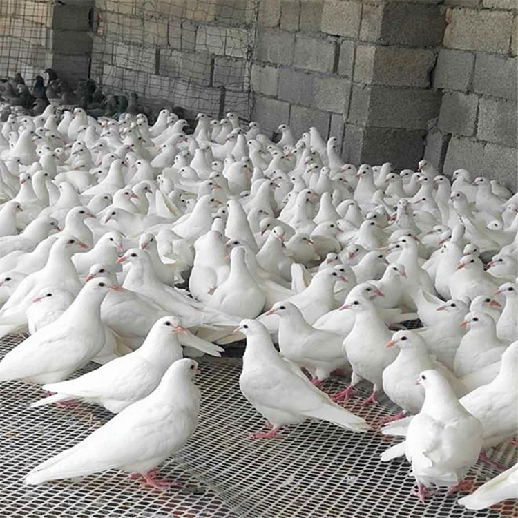 肉鸽养殖场 四川有养鸽子的吗落地王鸽子肉鸽子 白羽王肉鸽价格