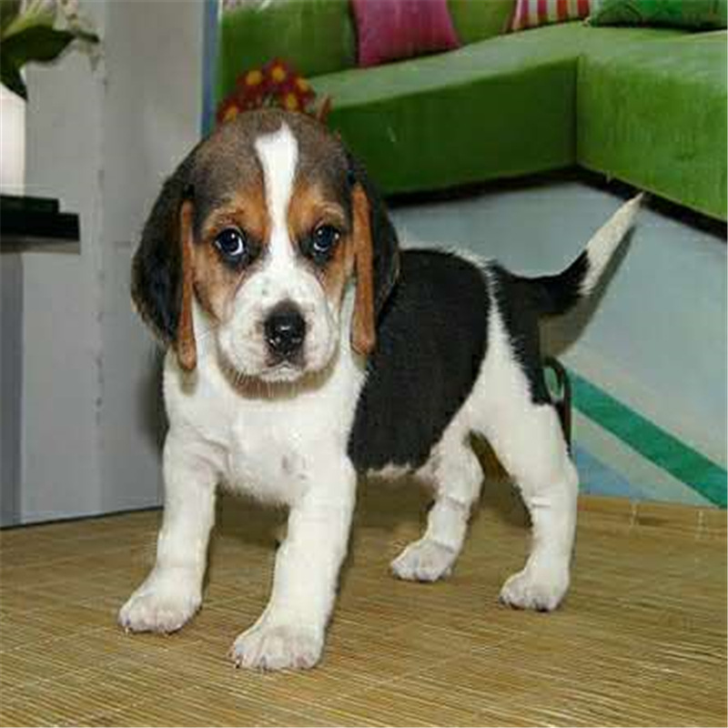 纯种比格幼犬真犬活体精品中型猎兔犬大耳朵比格活体宠物犬猎犬