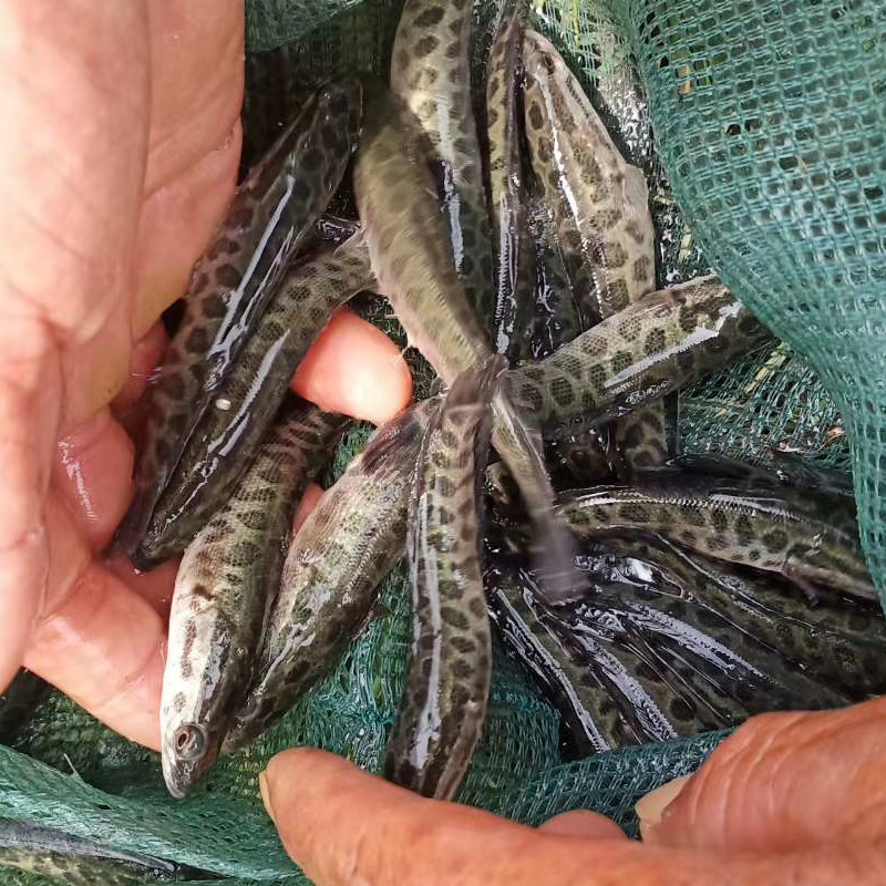 大量批发 优质杂交黑鱼苗 生鱼苗 乌鱼苗 财鱼苗乌鱼苗蛇头鱼苗