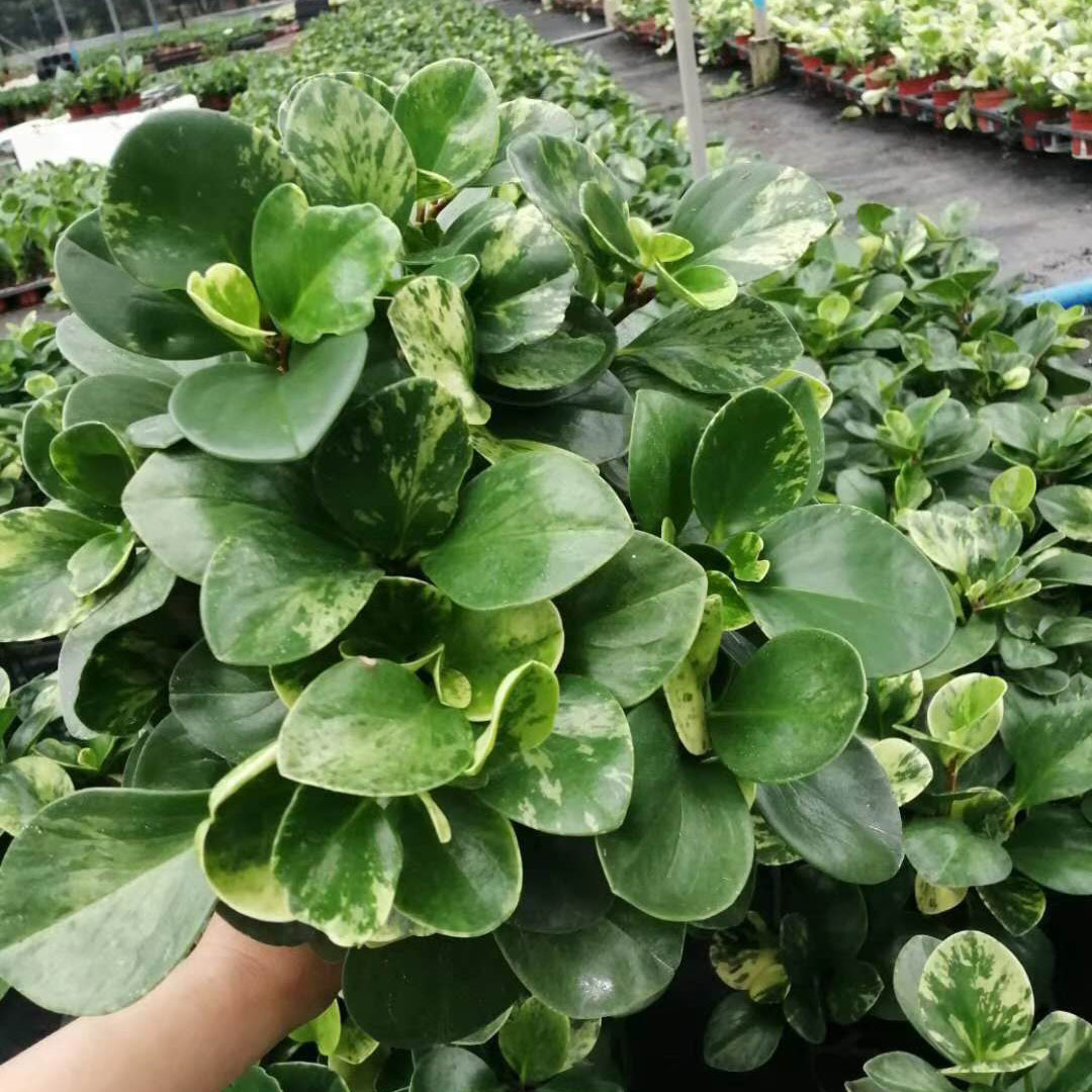 【基地直供】观叶植物小盆栽净化空气绿植盆栽 120#花叶碧玉