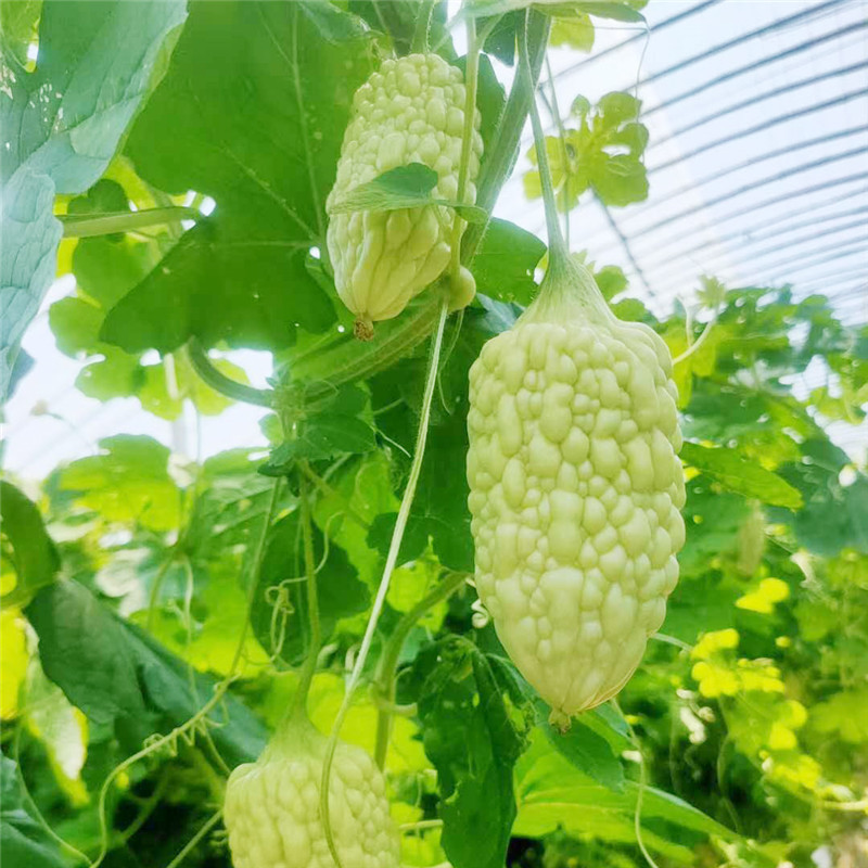 寿光蔬菜水果苦瓜批发 现摘生吃苹果苦瓜口感鲜嫩 产地一件代发