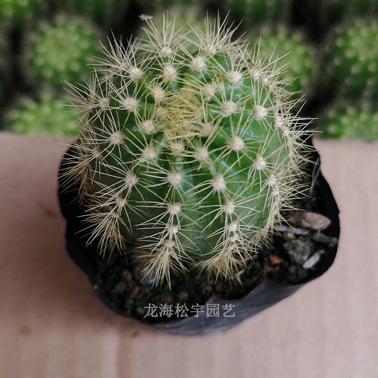 多肉植物批发约4-6cm 自根金盛丸 裸根 园艺仙人球花卉盆栽绿植