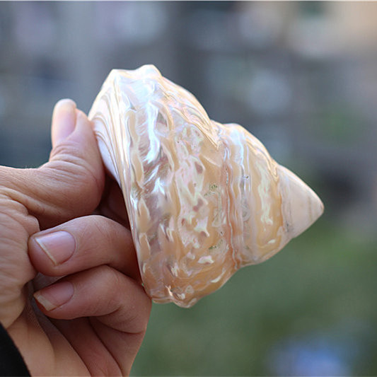 天然贝壳海螺海星荧光珍珠塔螺夜光塔螺 标本螺收藏礼品摆设