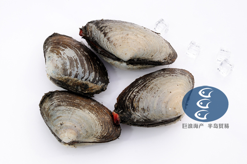 鲜活马贝 北极贝 北寄贝 北极贝刺身 马贝刺身 库页岛