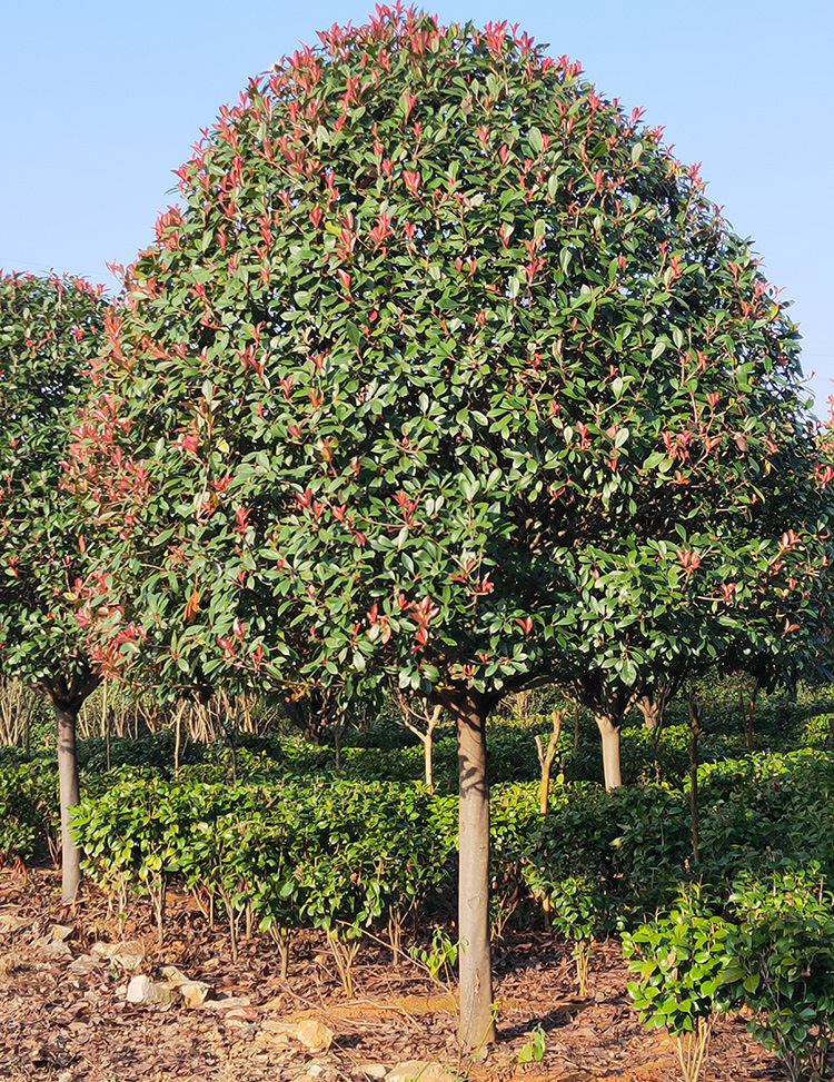 基地直供高杆红叶石楠树 红叶石楠桩 绿化苗 风景树 庭院绿化苗木
