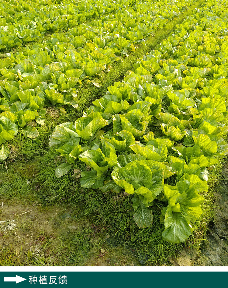 袋品牌菜菜芽货号韩育包心芥菜产地/厂家韩育成活率98(%)含水量≤8