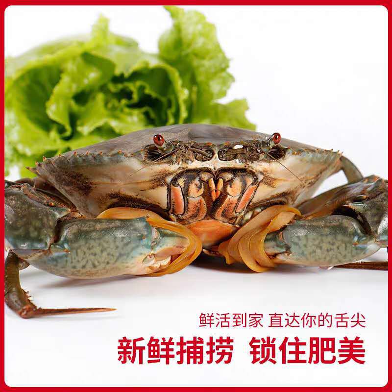 东山岛大红膏蟹鲜活配送包活到手产地直发一份两只一只半斤-阿里巴巴
