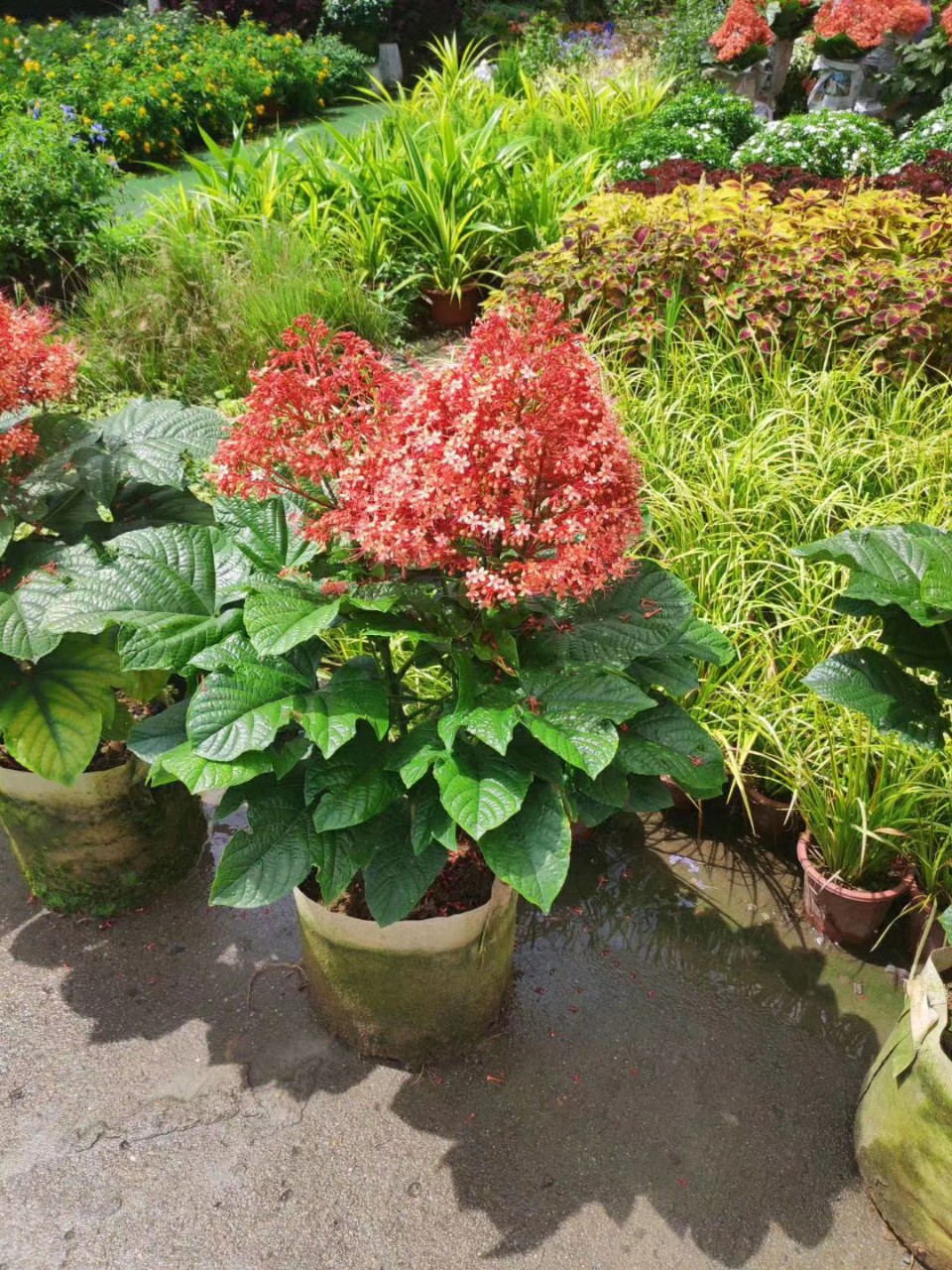 205供应 宝塔桢桐 60-100cm袋苗 园锥大青 基地直销 多年生花灌木