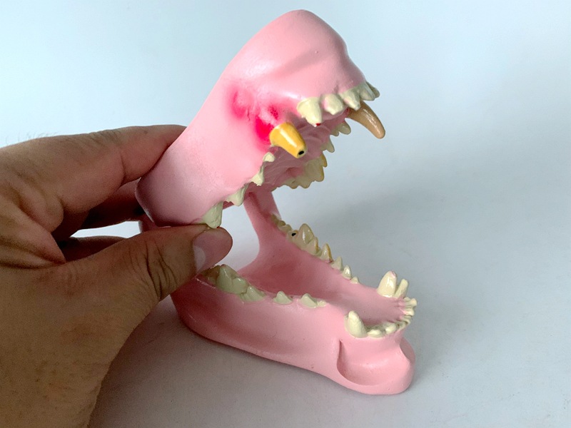 狗病理牙齿模型 犬牙齿模型 宠物教学演示模型 犬病变牙犬牙口腔