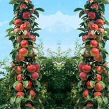 柱状苹果润太一号嫁接矮化果树苗南方北方四季种植盆栽地栽苹果苗