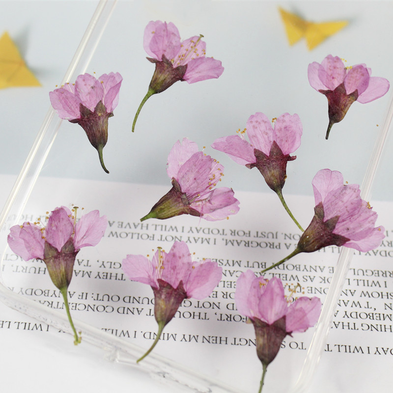 侧压樱花原色自然干花押花标本diy手工相框时光宝石装饰压花干花