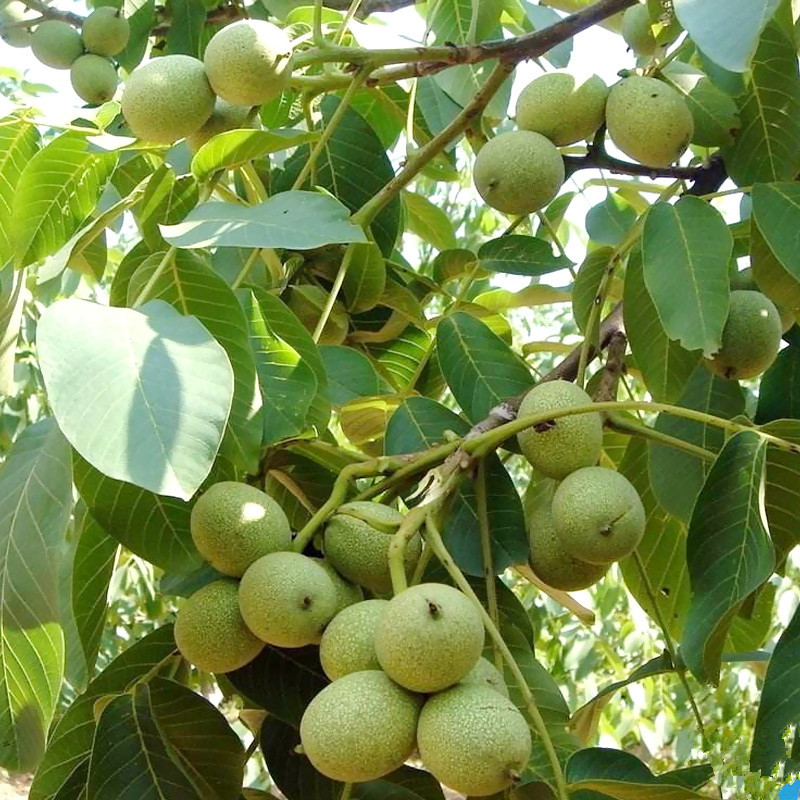 薄皮核桃苗南北方种植8518文玩核桃树嫁接苗地栽庭院当年结果