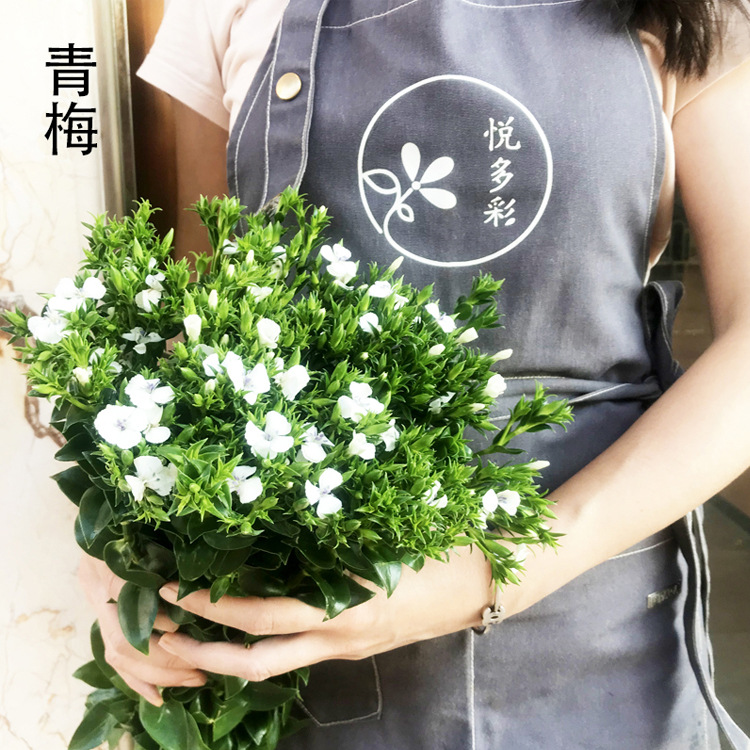 [青梅]昆明基地直销鲜花批发 家居婚庆花束装饰石竹科 青梅鲜切花