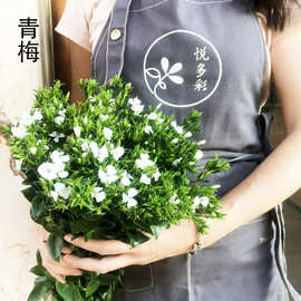 【青梅】昆明基地直供鲜花批发 家居婚庆花束装饰石竹 青梅鲜切花