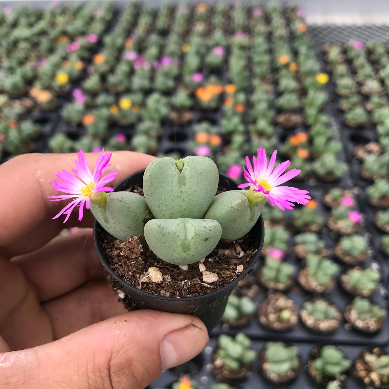 多肉植物生石花少将批发多头小群肉肉盆栽番杏科植物基地自产自销