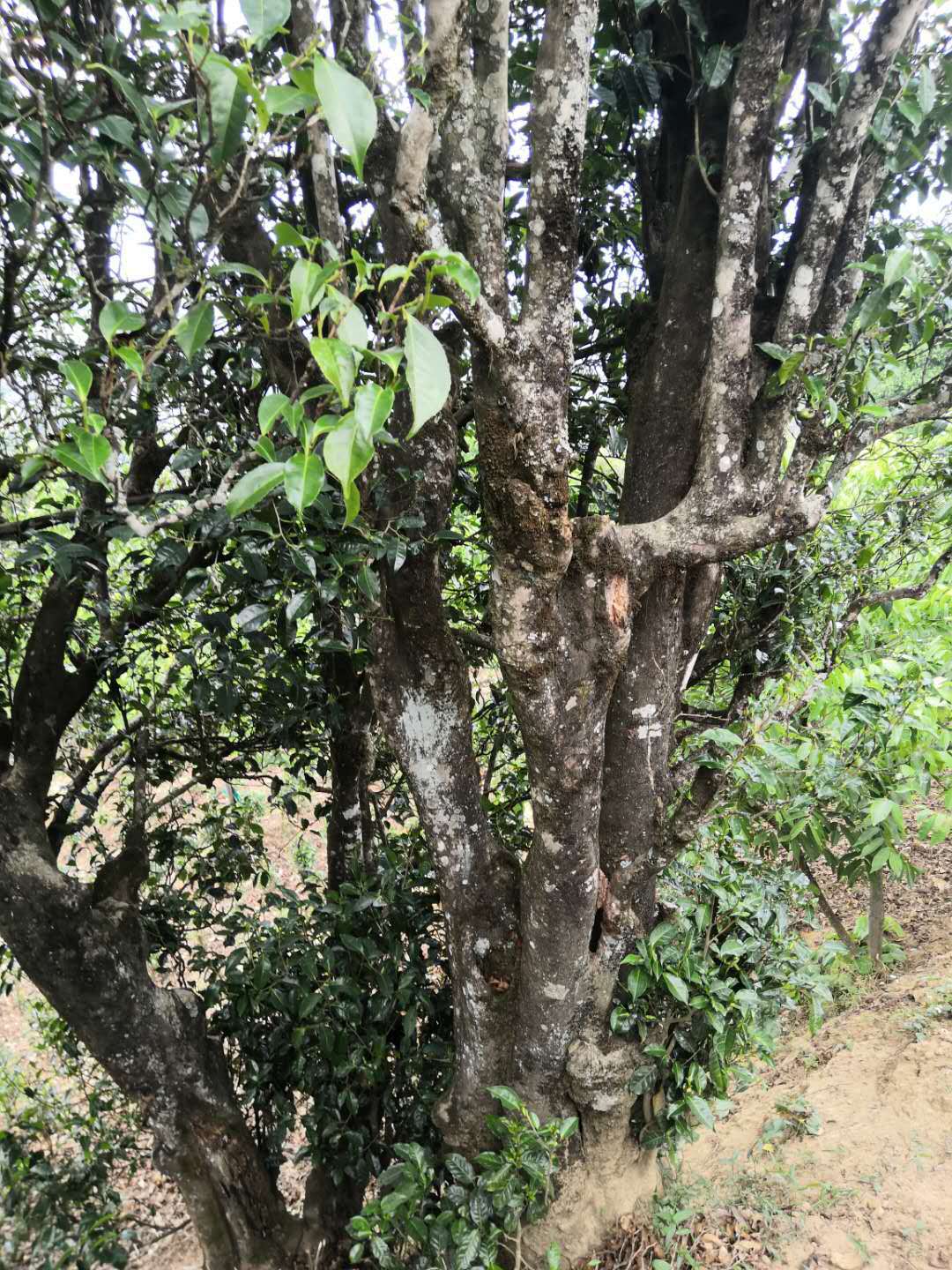大寺古树白茶 野生老白茶 自然晾干 不炒不揉 不见阳光 凤庆白茶