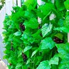 goods in stock wholesale simulation Grape leaves Rattan Green leaf decoration Twining vine Injection molding leaf grape leaf goods in stock wholesale simulation Grape leaves Rattan Green leaf decoration Twining vine Injection molding leaf grape leaf