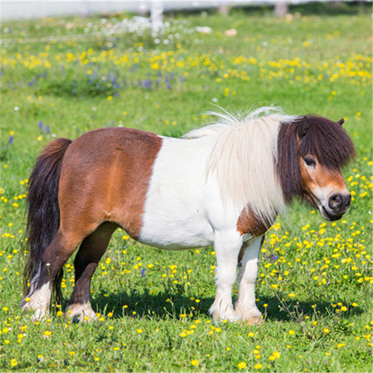 观赏活体矮马长不大的小矮马景区观赏矮马拍照马活体观赏矮马
