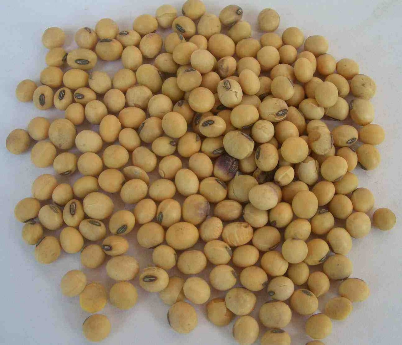 河南本地黄豆农家自种椭圆形老品种黄豆做豆腐豆浆 500g