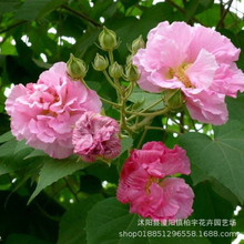 新采 木芙蓉种子 芙蓉花 拒霜花 地芙蓉 春播秋播 多年生花卉种子