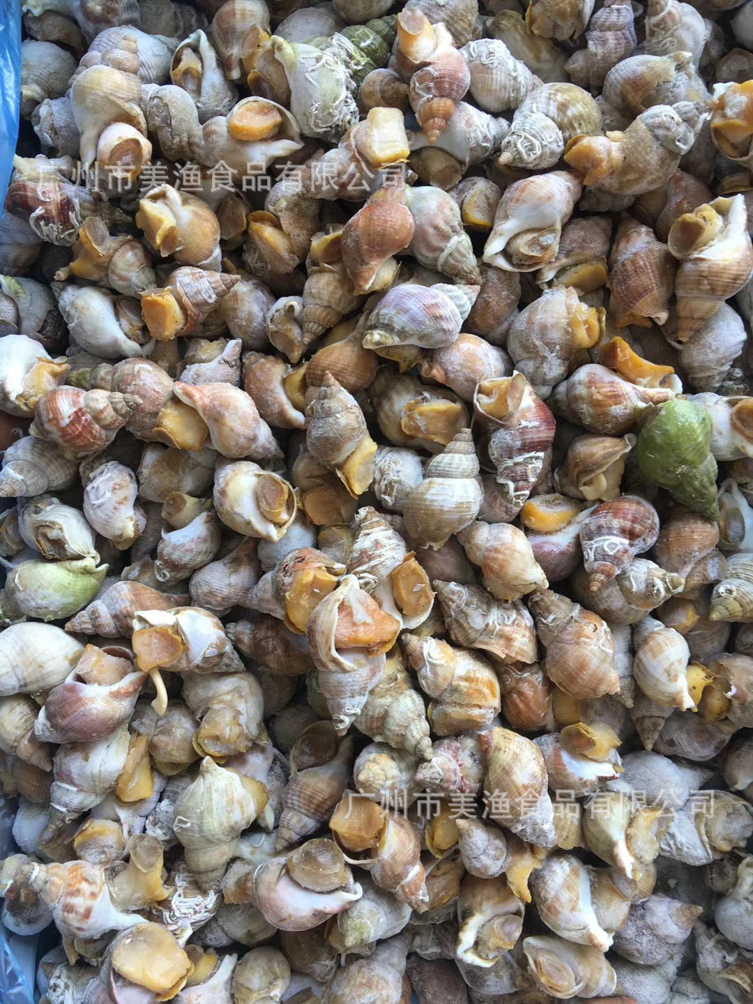 20- 40熟冻白螺 海螺新鲜冷酒店餐厅商用 鲜活冷冻翡翠螺 10kg/件