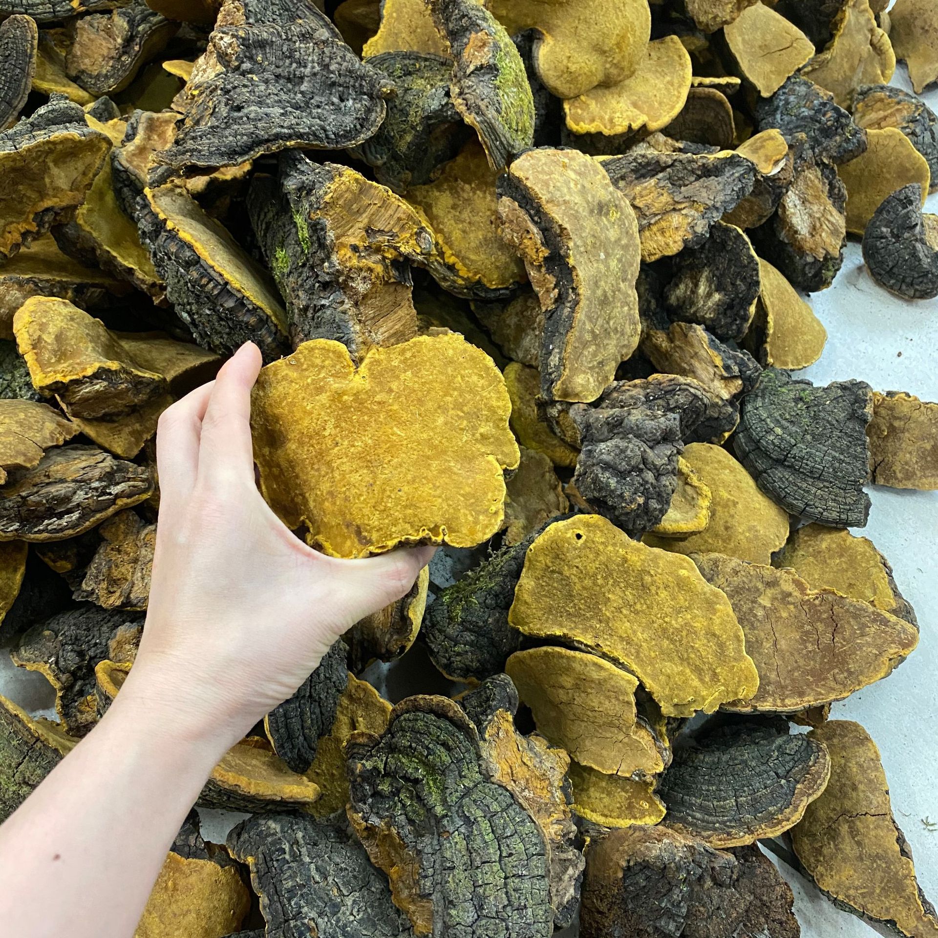 众珍元西藏桑黄金边桑树桑黄黄灵芝现有大货一件代发