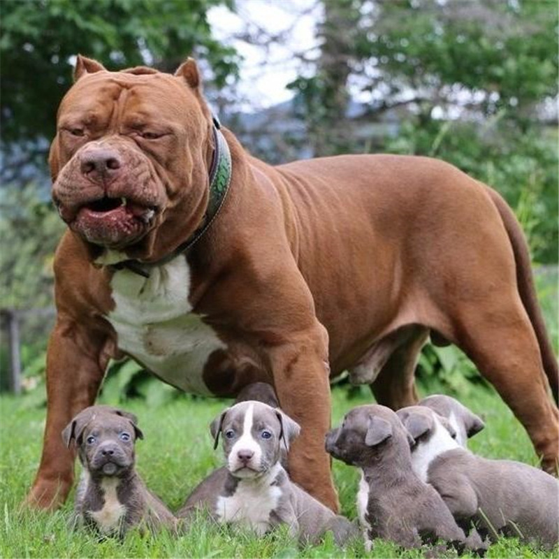 比特幼犬纯种比特犬活体巨型比特犬斗犬大型猎犬打野猪看家护院犬