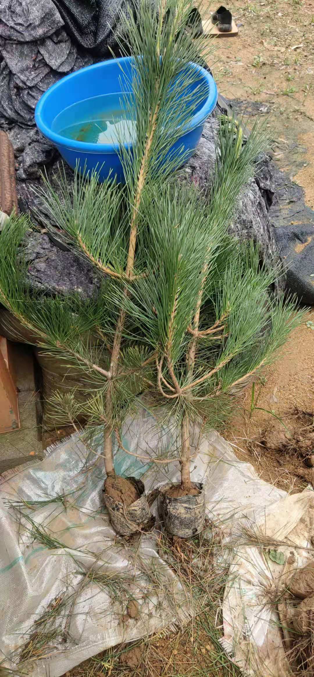 大量低价批发工程黑松小苗 五针松苗 千寿丸等松苗