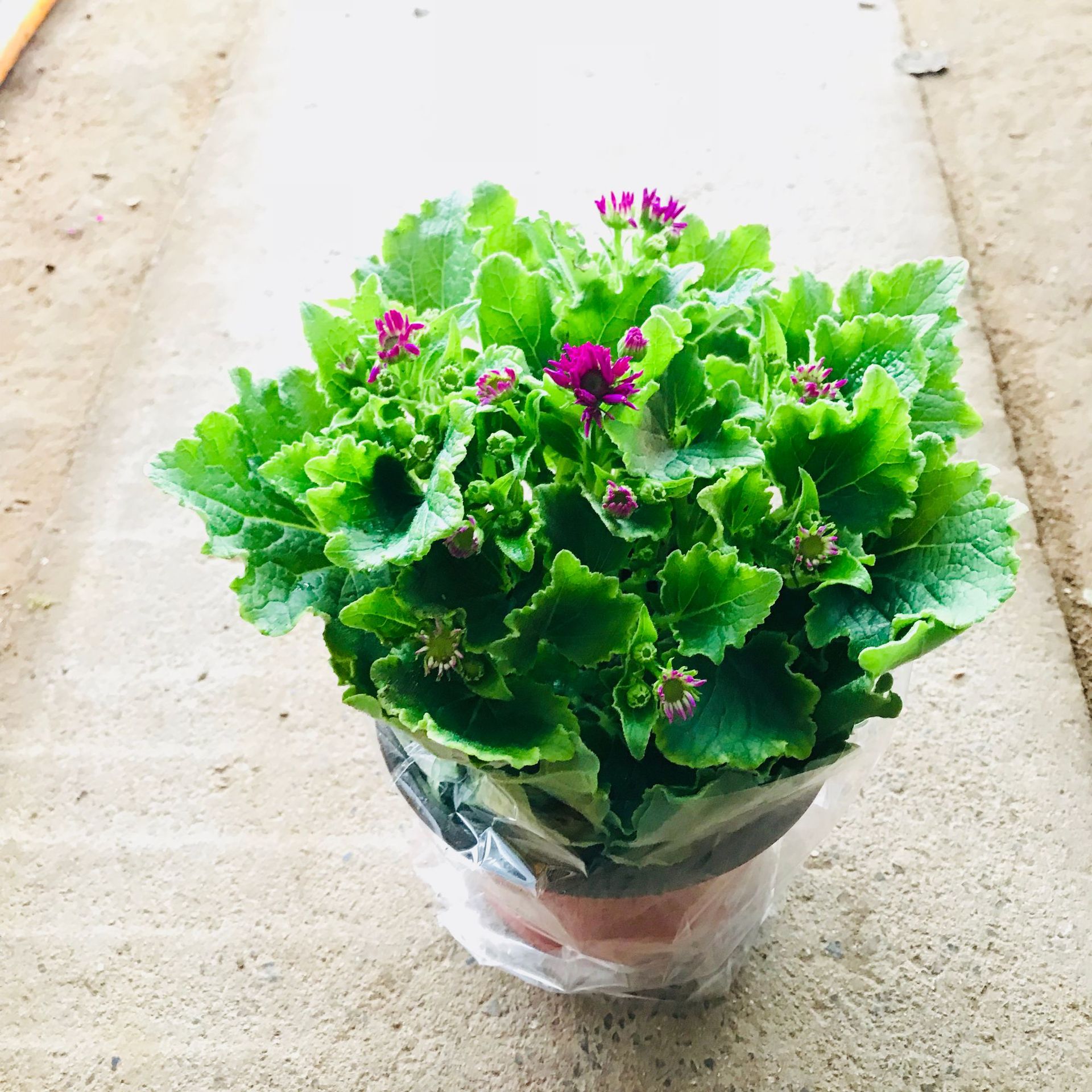 批发销售室内阳台庭院绿植盆栽 瓜叶菊盆栽多色耐寒观花绿植花卉