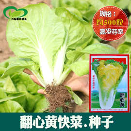 翻心黄小白菜种子 农田菜园可盆栽早熟黄心小白菜蔬菜籽