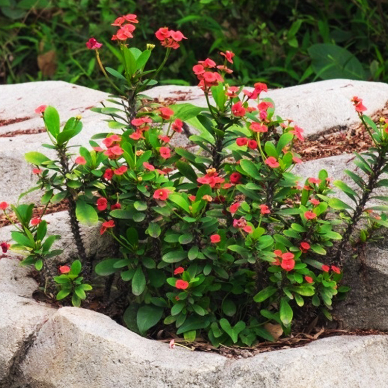 耐热耐旱花卉! 虎刺梅盆栽阳台庭院铁海棠四季开花植物好养花期长
