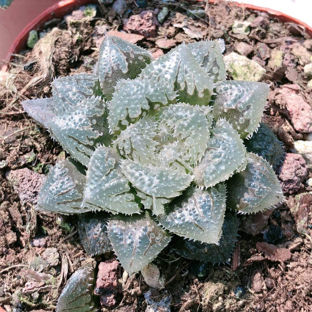 魔刺玉露4-5cm 多肉植物十二卷属玉露玉扇万象盆栽肉肉漳州基地