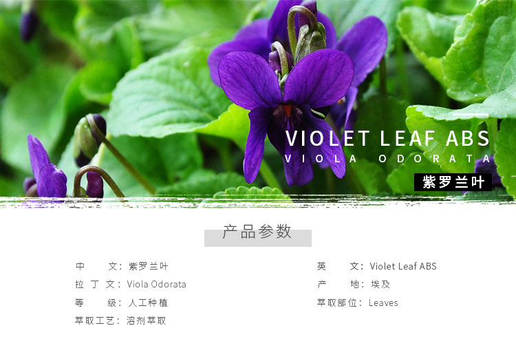 紫罗兰叶精油(abs)埃及进口violet leaf