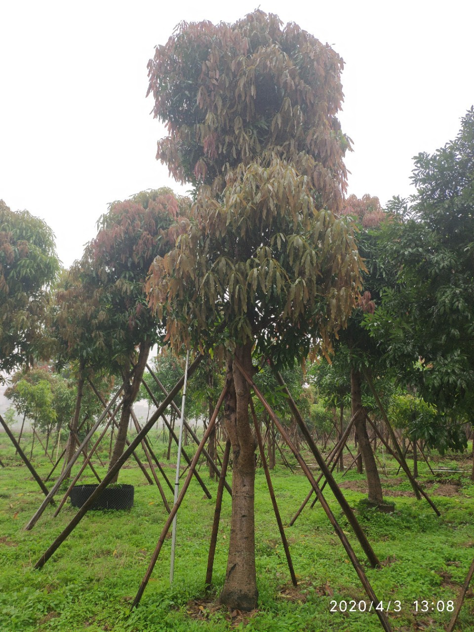 204基地供应 扁桃树 20-24cm 移栽苗 公路绿化常绿乔木 行道树