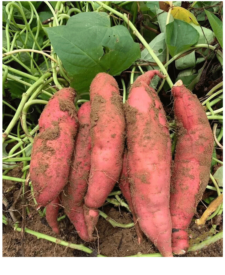 现挖红薯新鲜地瓜板栗薯整箱5斤中小糖心红薯六鳌红蜜薯产地批发