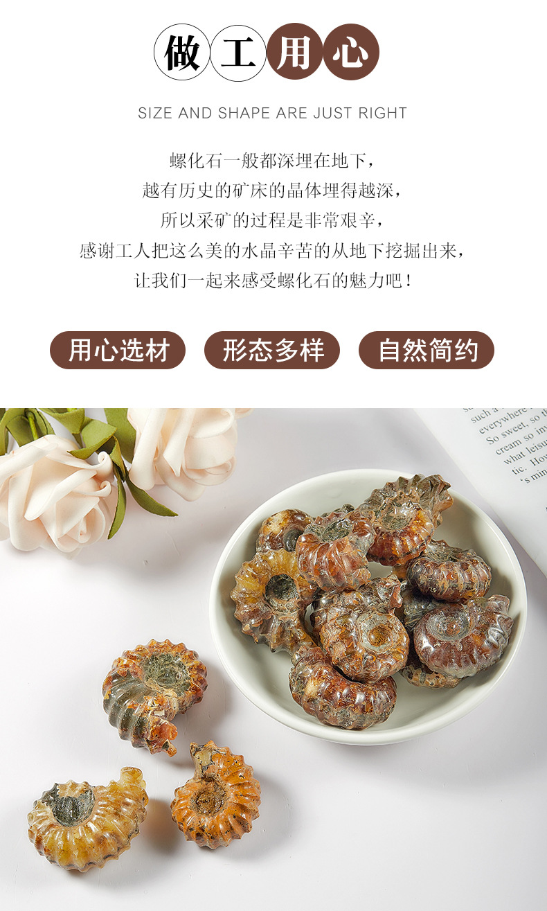 厂家供应羊角螺天然斑彩螺 菊石 古生物化石 发财转运螺 摆件吊坠