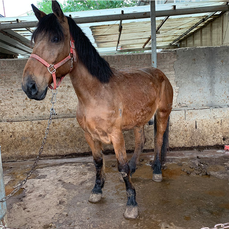 河南周口养马场售蒙古马 内蒙马匹出售 旅游区用马影视用马匹出售