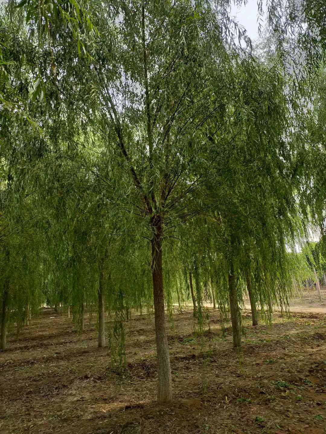 2021年苗圃批发 行道树 垂柳 嫁接垂柳 15-16公分 冠幅大 价格低