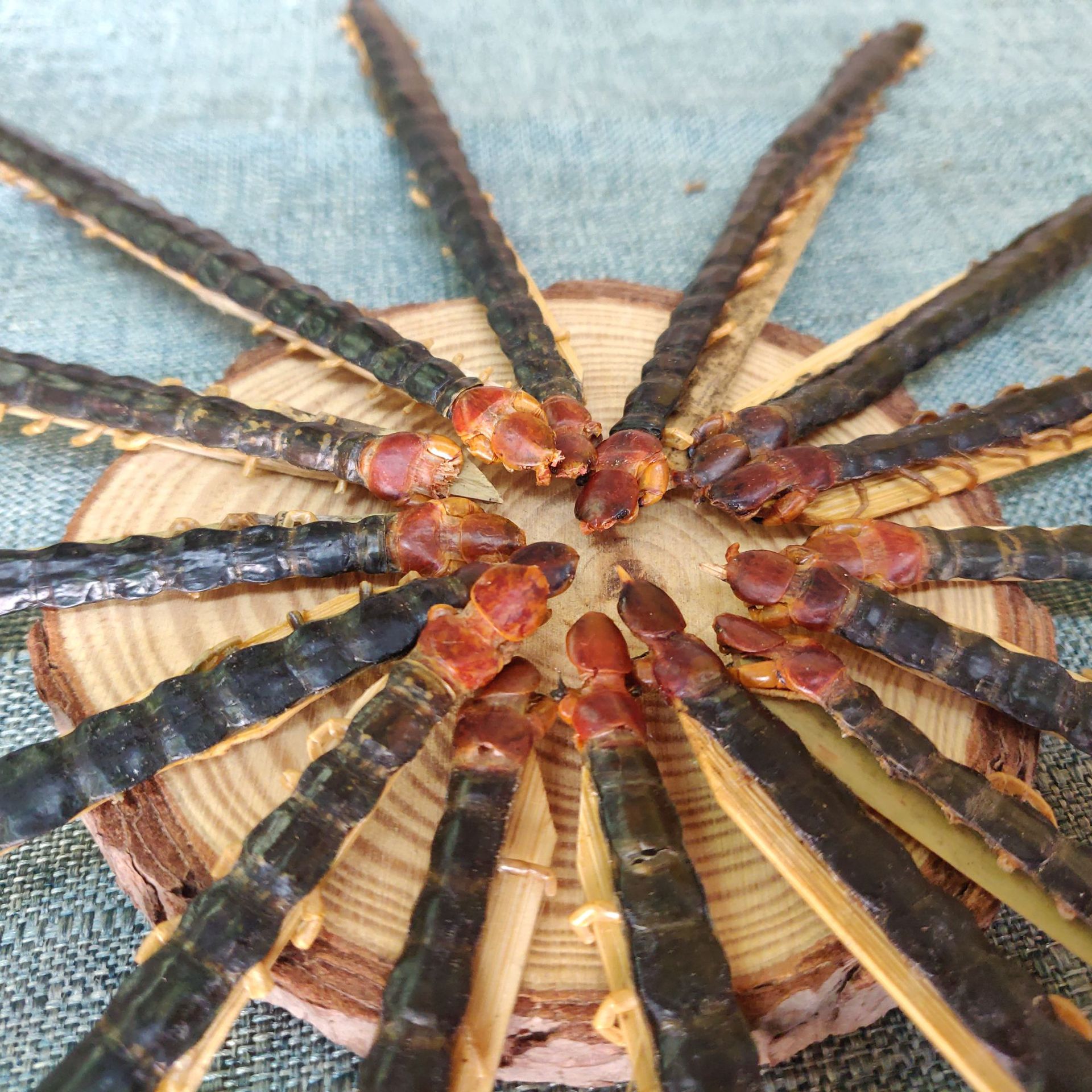 产地批发 红头蜈蚣 各种规格100条瓶装 现货批发 蜈蚣