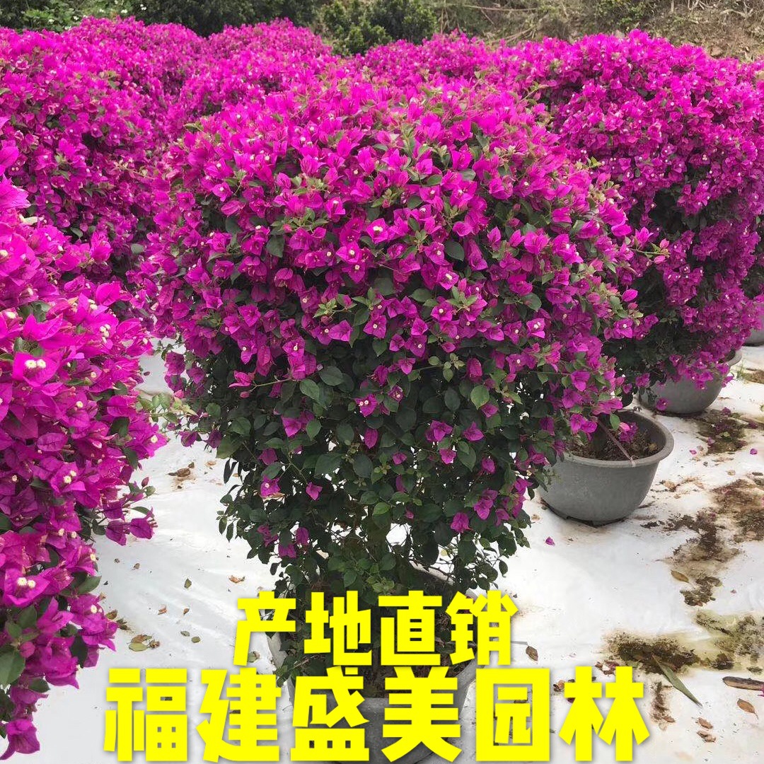 福建球型三角梅 三角梅球基地 紫色三角梅笼子 簕杜鹃紫花球批发